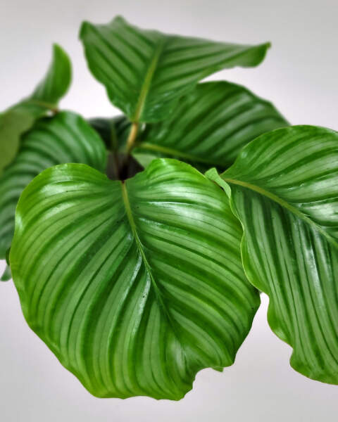 Foliage Foliage