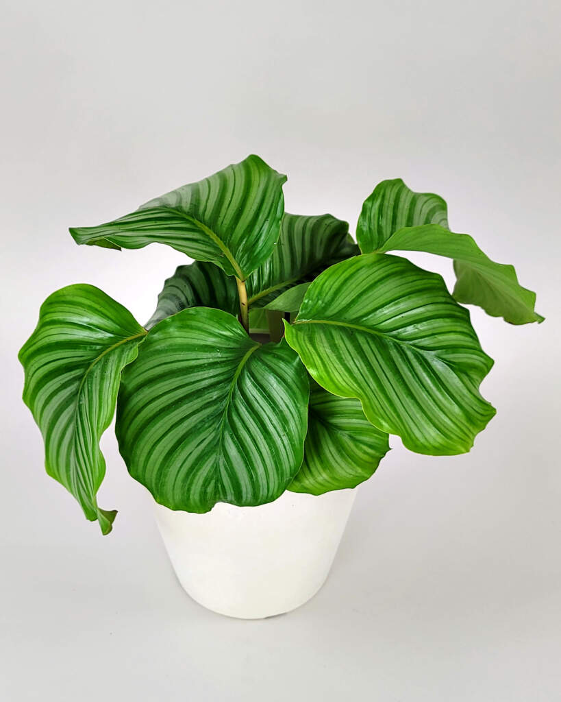 Calathea orbifolia