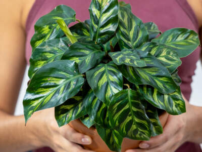 calathea peacock