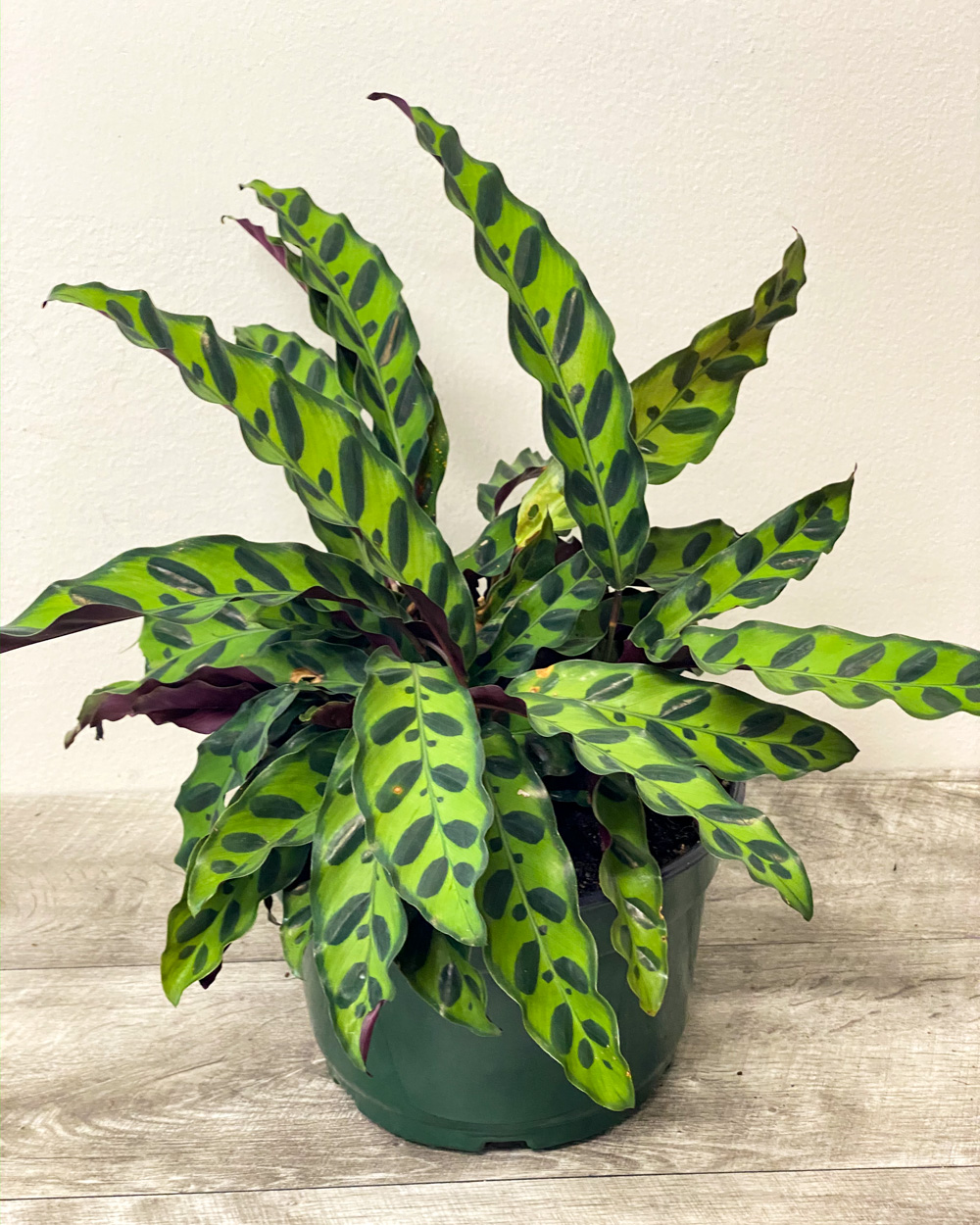 Order Calathea Lancifolia, Rattlesnake Plant Online | 10% OFF