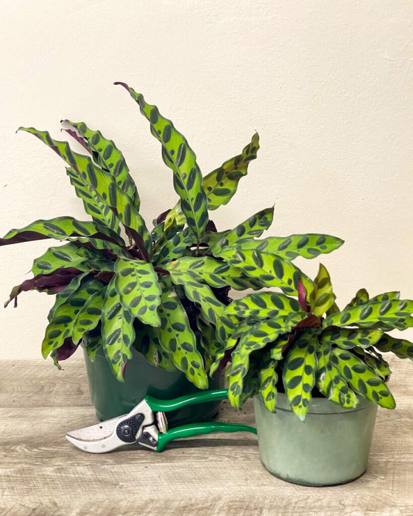 Order Calathea Lancifolia, Rattlesnake Plant Online 10 OFF