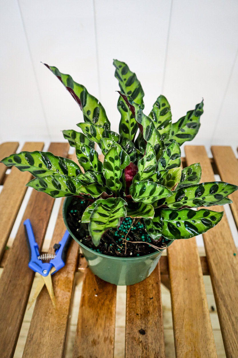 Buy Calathea lancifolia, Rattlesnake Plant Free Shipping