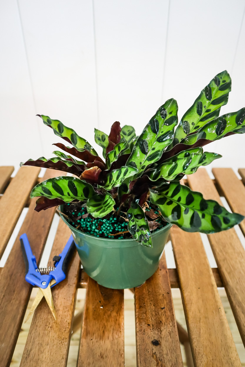 Buy Calathea lancifolia, Rattlesnake Plant Free Shipping