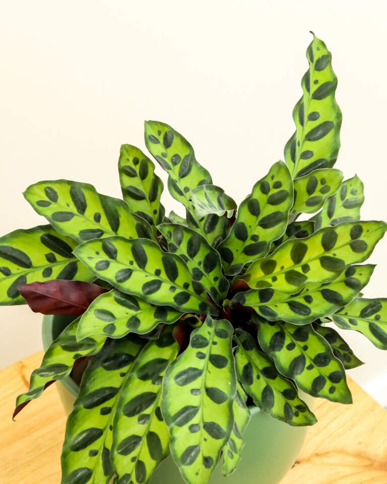 Order Calathea Lancifolia, Rattlesnake Plant Online 10 OFF