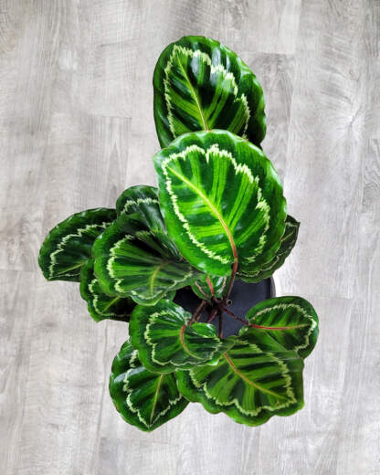 Calathea Roseopicta