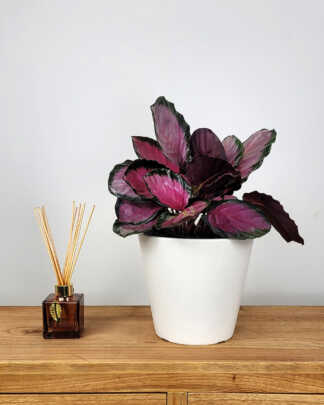 Calathea Rosy