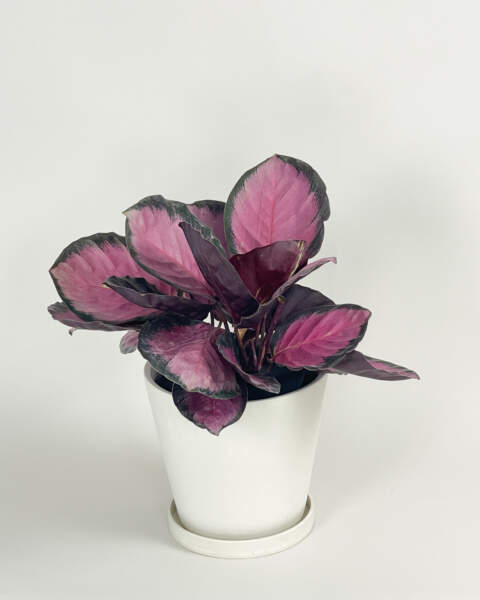 Calathea Rosy