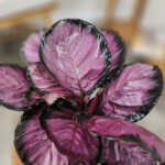 Calathea Rosy