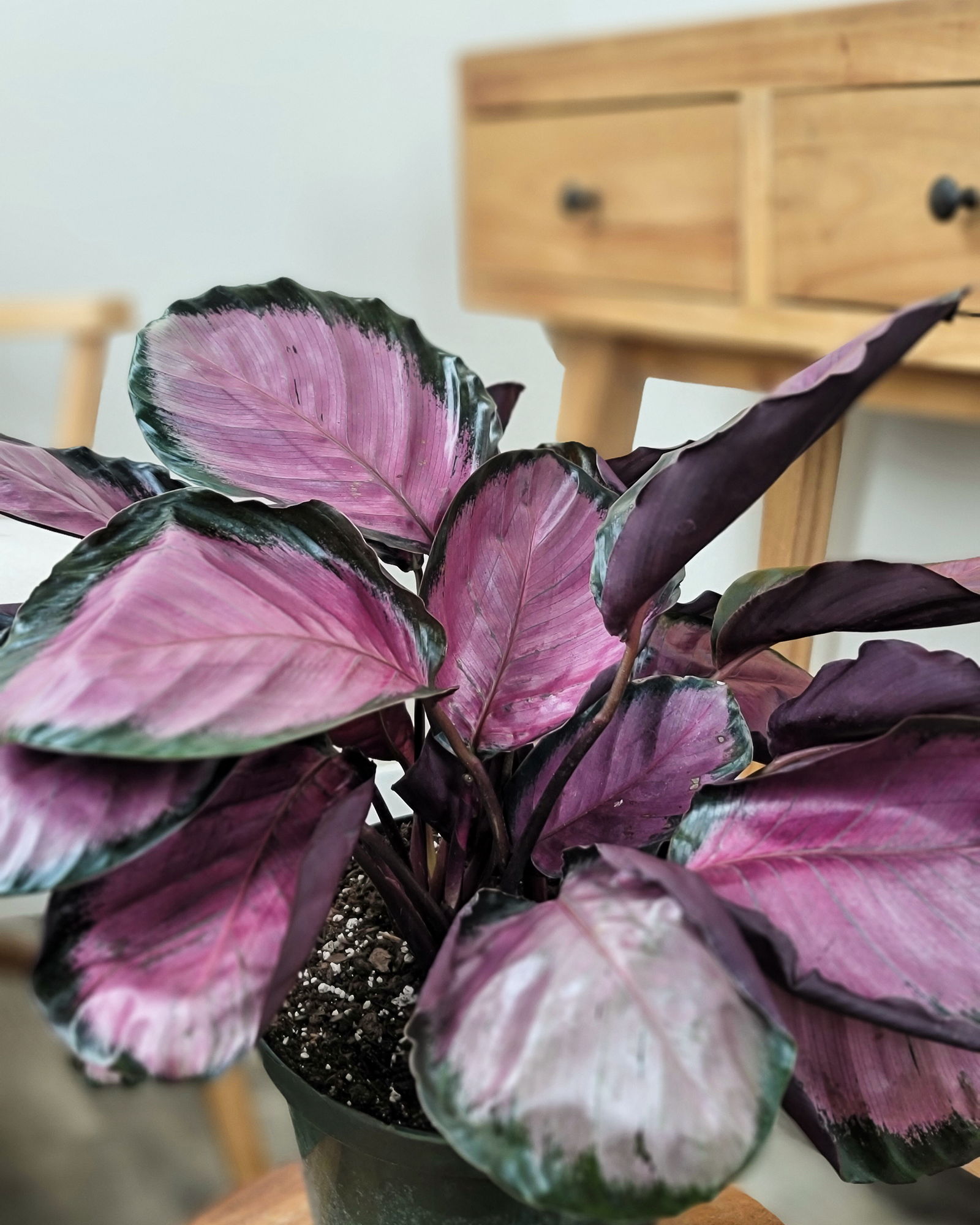 Calathea 'Rosy'