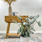 calathea royal standard