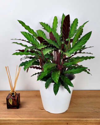 Calathea Rufibarba
