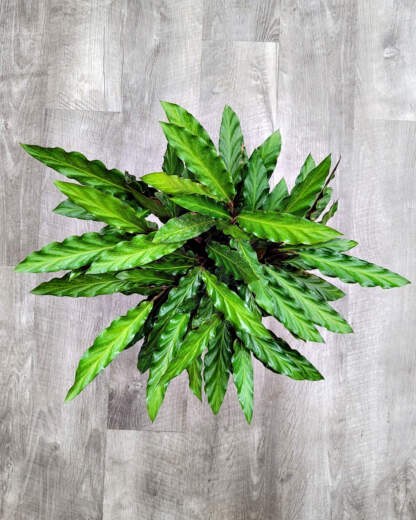 Calathea Rufibarba