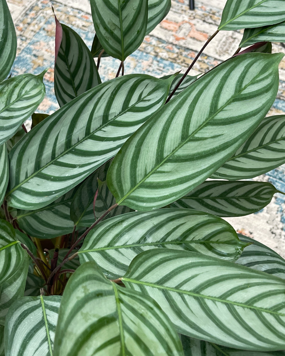 Calathea Setosa / Exotica |