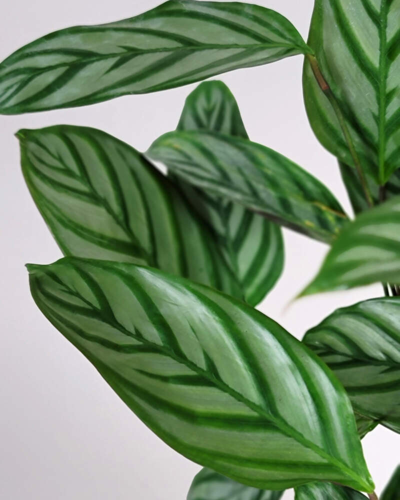 Calathea Setosa for Delivery, Prayer Plants