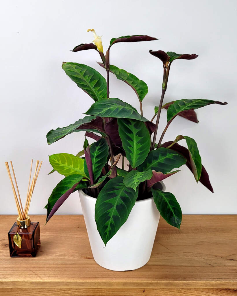 Calathea ‘Jungle Velvet’ PlantVine