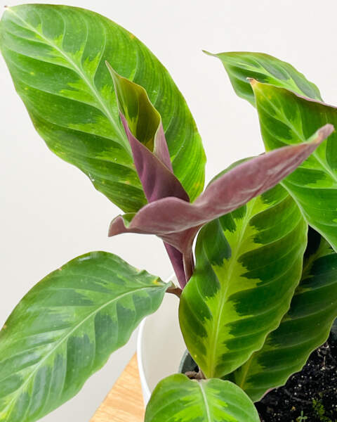 Foliage Foliage
