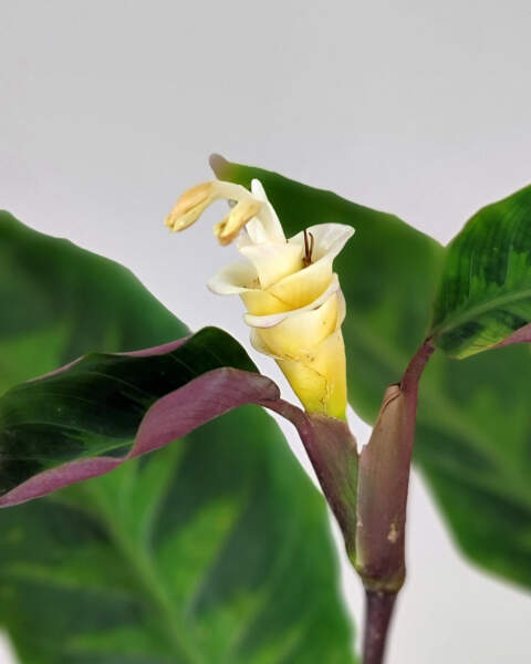 Flower Flower
