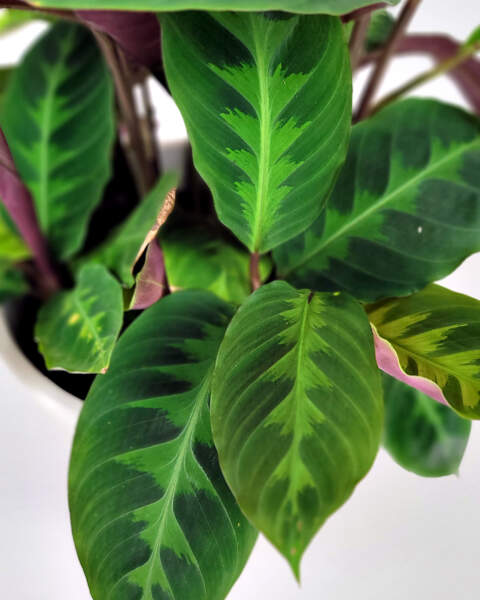 Foliage Foliage