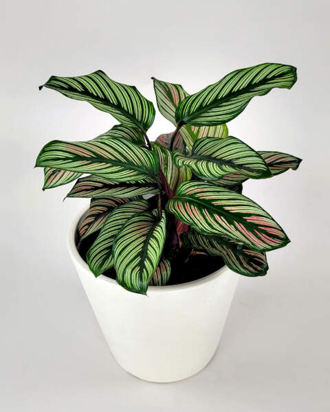 Calathea White Star Main