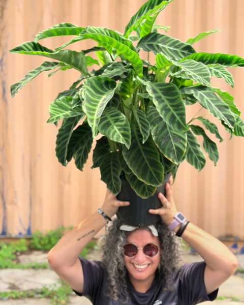 PlantVine Picks PlantVine Picks