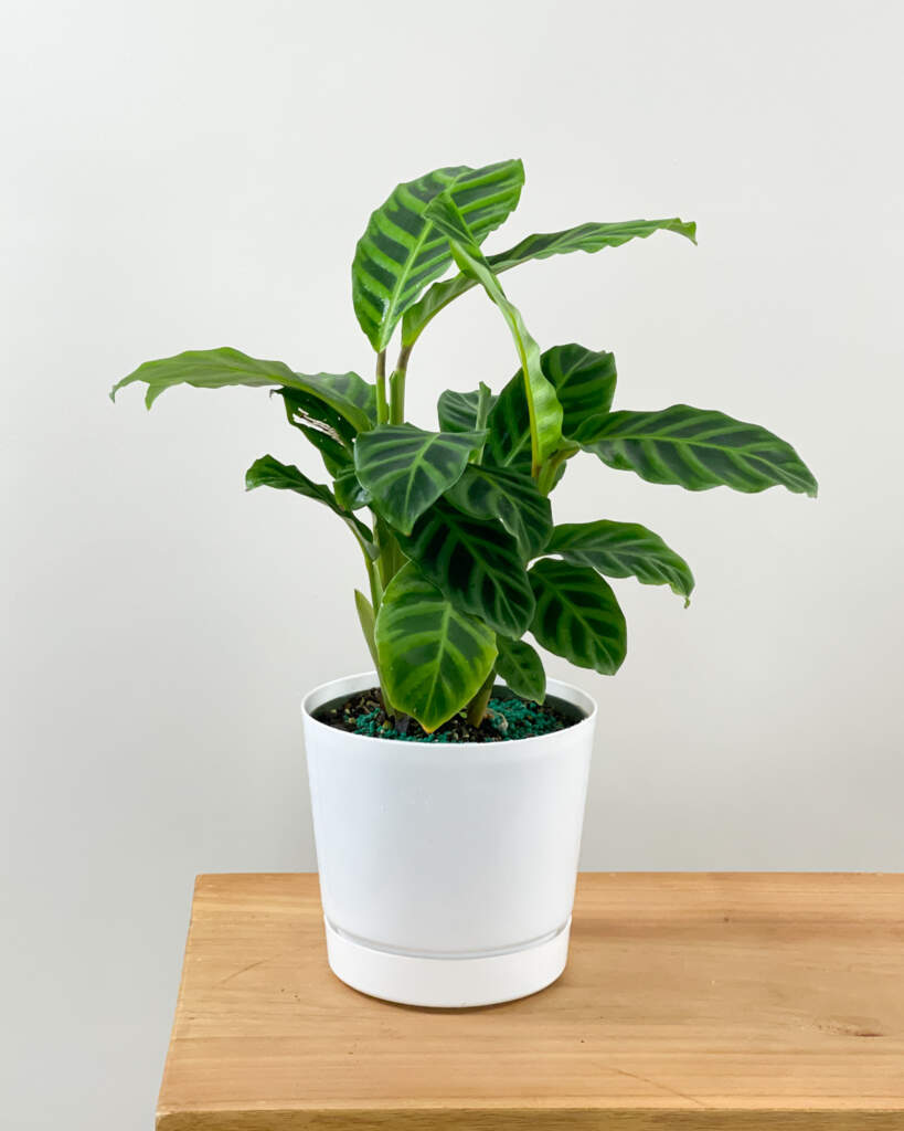 Calathea zebrina