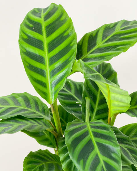 Foliage Foliage