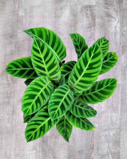 Calathea Zebrina