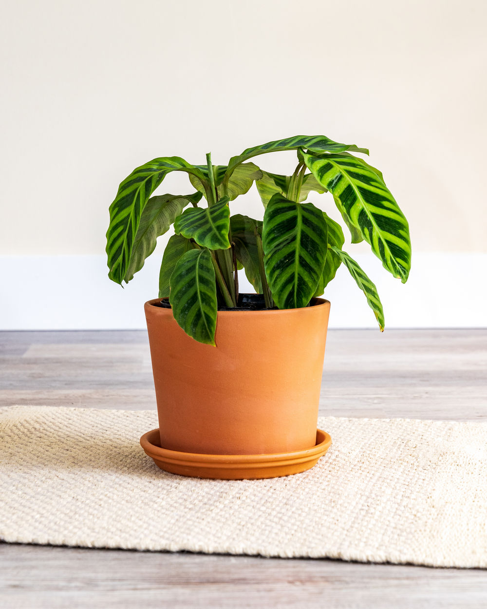 variegata zebra plant care variegata zebra plant care