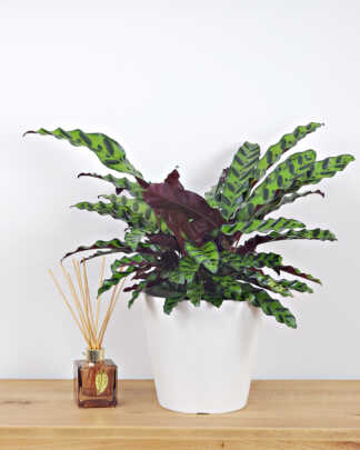 Rattlesnake Calathea