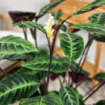 Calathea warscewiczii