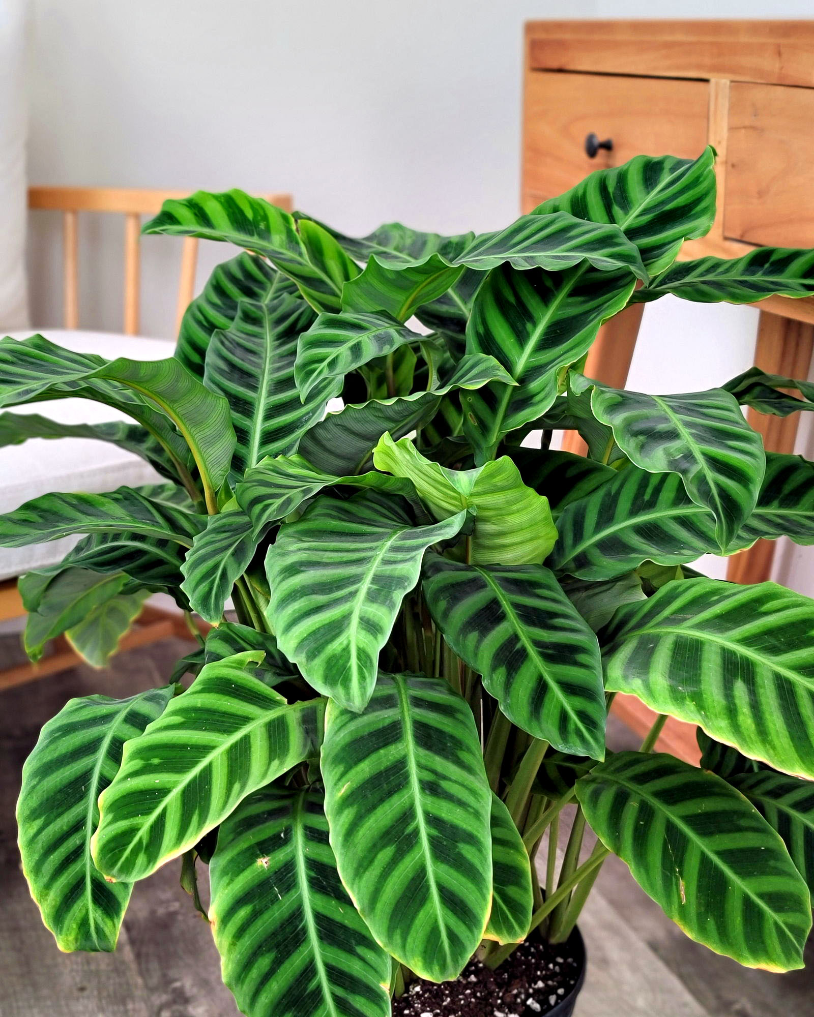 monstera white princess Enchanting White Princess Philodendron main image 0