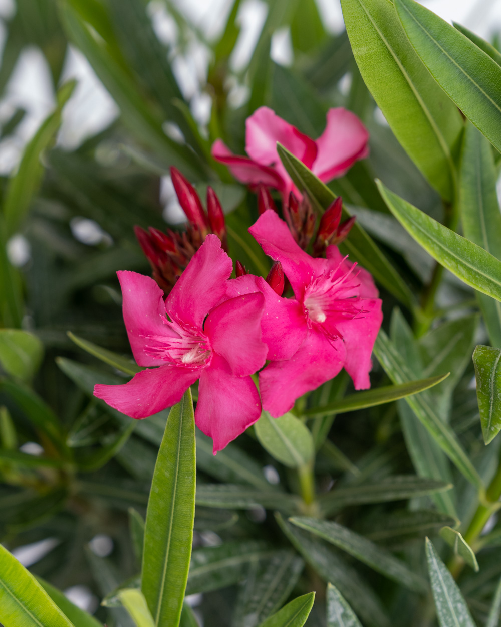 Oleander ‘Calypso’ | PlantVine