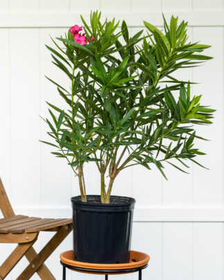 calypso oleander leaves bush