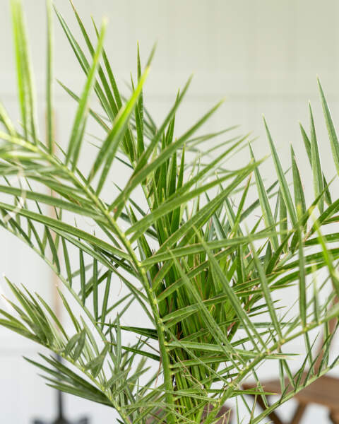 Foliage Foliage