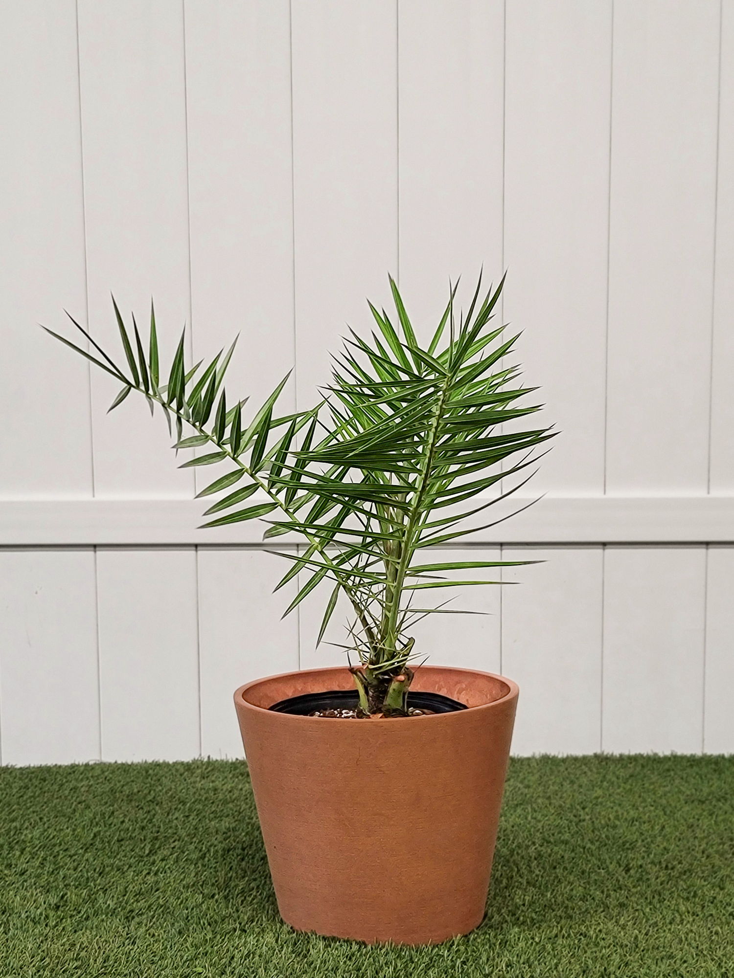 Canary Island Date Palm | PlantVine