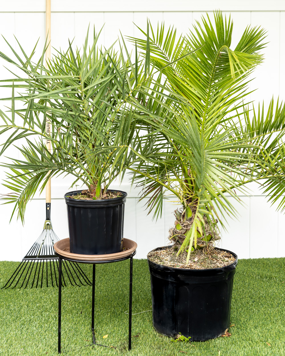 canary island date palm | plantvine