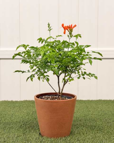 Medium, Bush