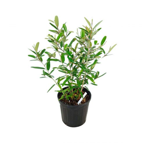 Buy Capparis cynophallophora, Jamaican Caper Free Shipping over 100