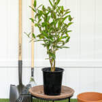 capparis cynophallophora medium