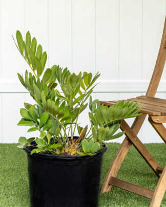 cardboard palm large extra