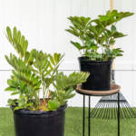 cardboard palm large main