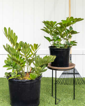 cardboard palm large main