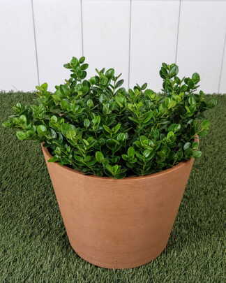 Carissa Boxwood Beauty Natal plum