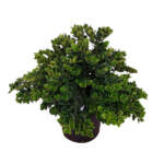 carissa macrocarpa large