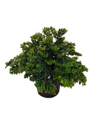 carissa macrocarpa large