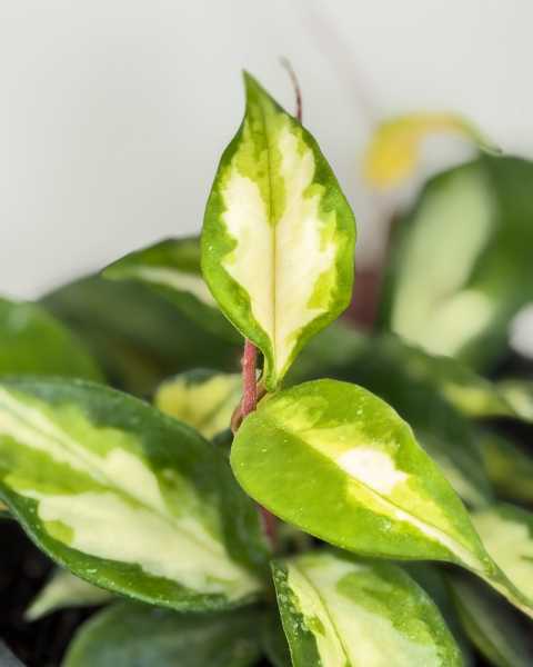 Foliage