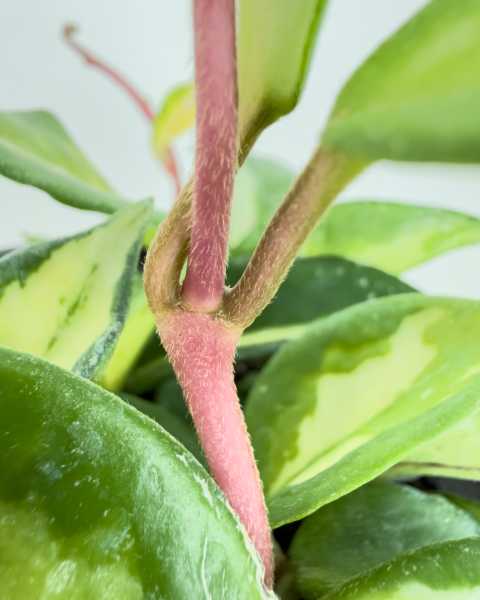 Foliage 2