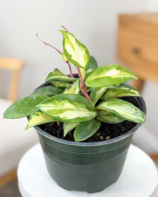 Carnosa Tricolor Exotica
