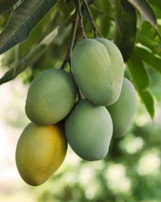 Mangifera indica 'Carrie', Mango