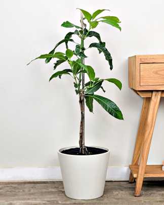 Mangifera indica 'Carrie', Mango - Large